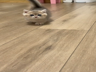 Cats are very cute