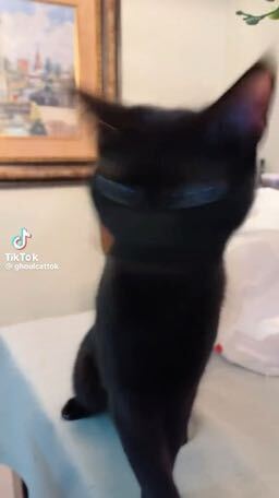 El gatito