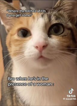 😹