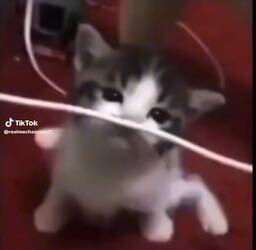 Nooo kittyyy😭